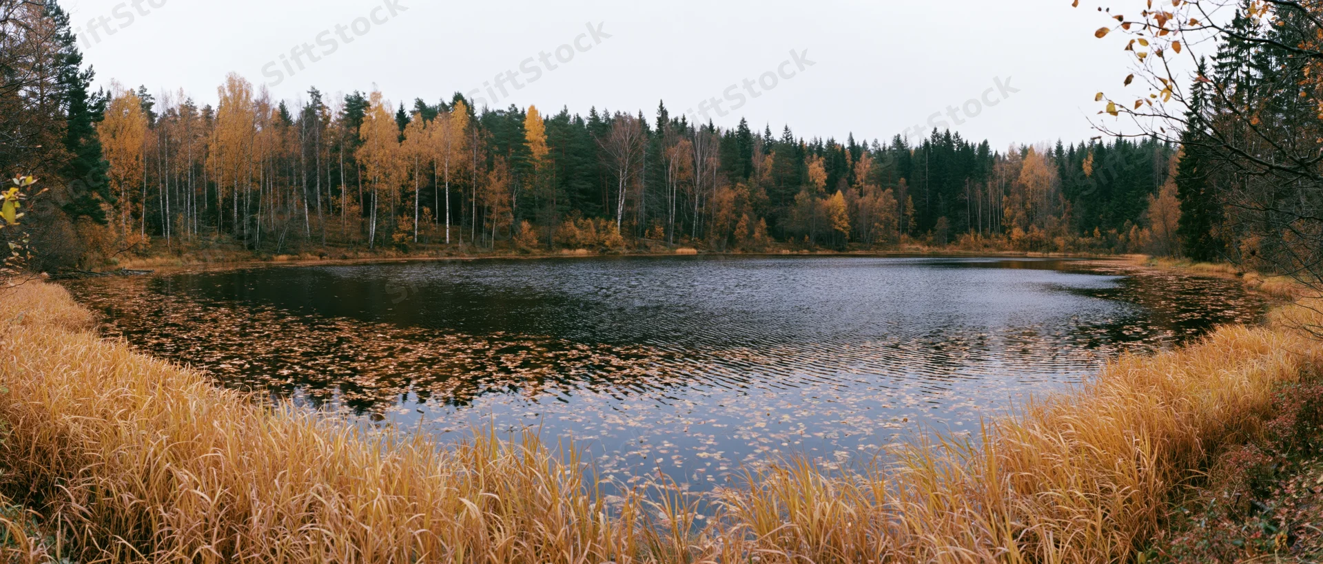 Still forest pond surrounded by autumn trees and reeds in a wide panoramic view