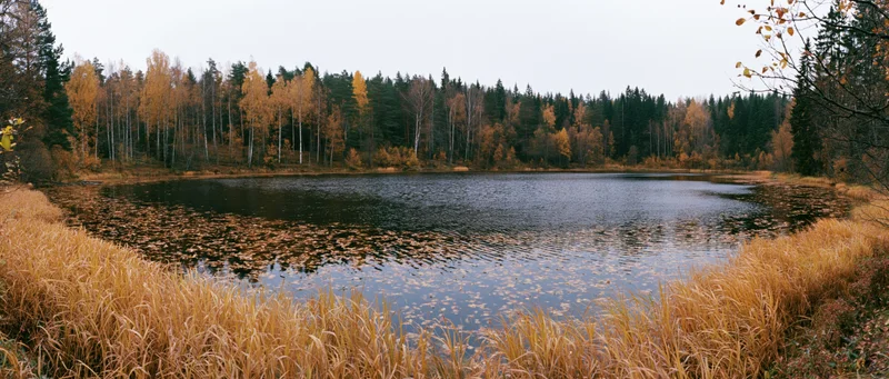Still forest pond surrounded by autumn trees and reeds in a wide panoramic view