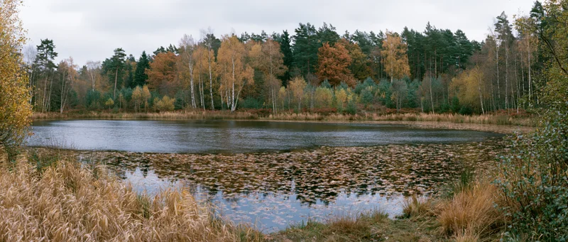 Still forest pond surrounded by autumn trees and reeds under overcast sky