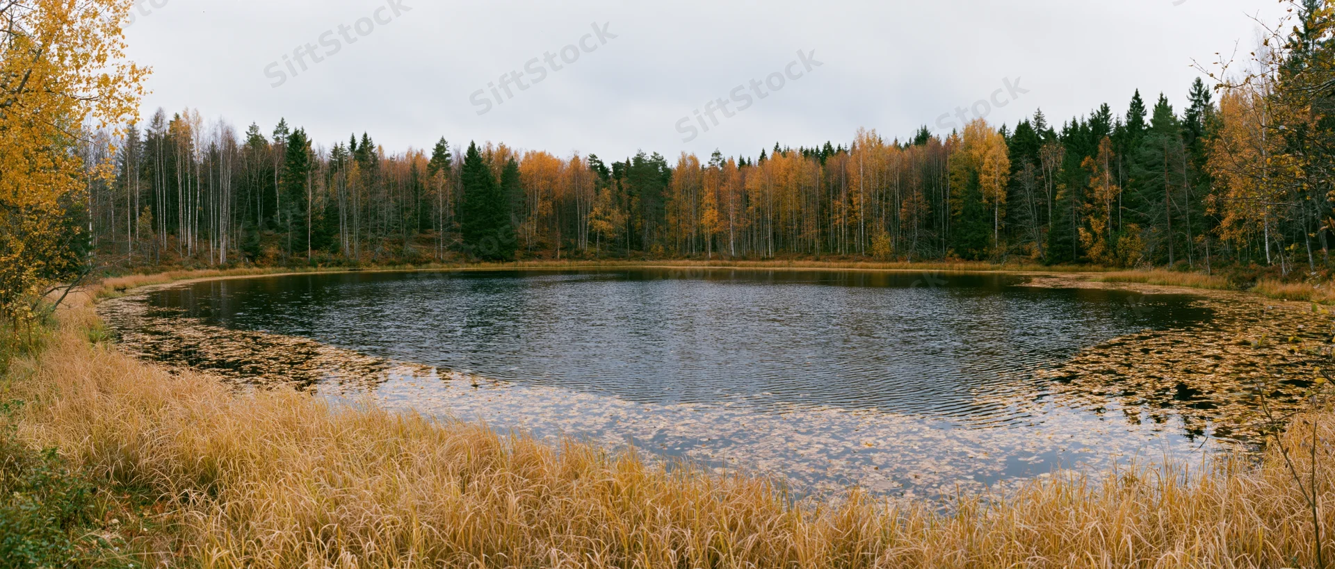 Still pond surrounded by autumn forest with golden foliage and reeds along the shore