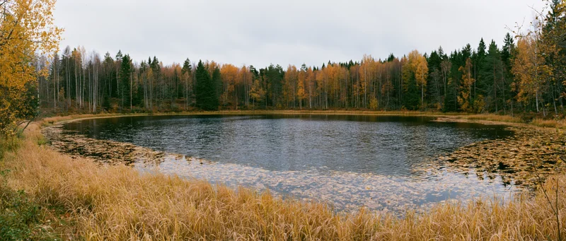 Still pond surrounded by autumn forest with golden foliage and reeds along the shore