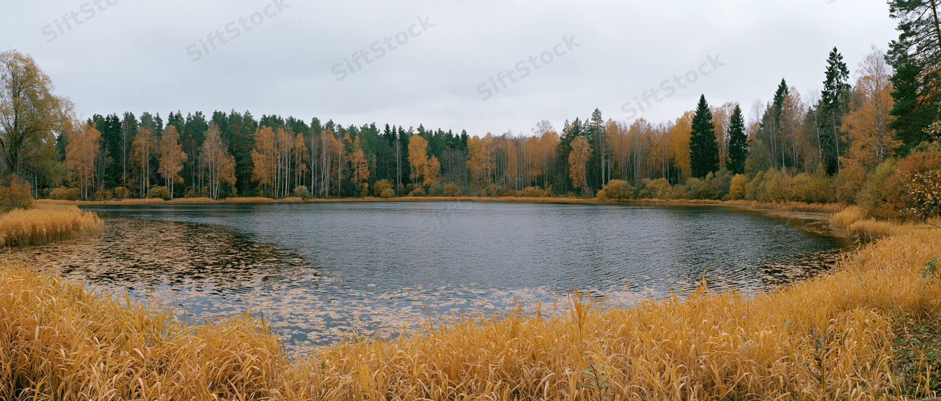Still pond surrounded by autumn forest with golden reeds and trees under overcast sky
