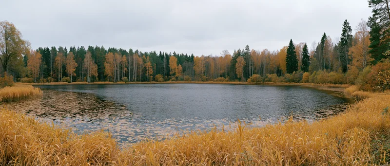 Still pond surrounded by autumn forest with golden reeds and trees under overcast sky