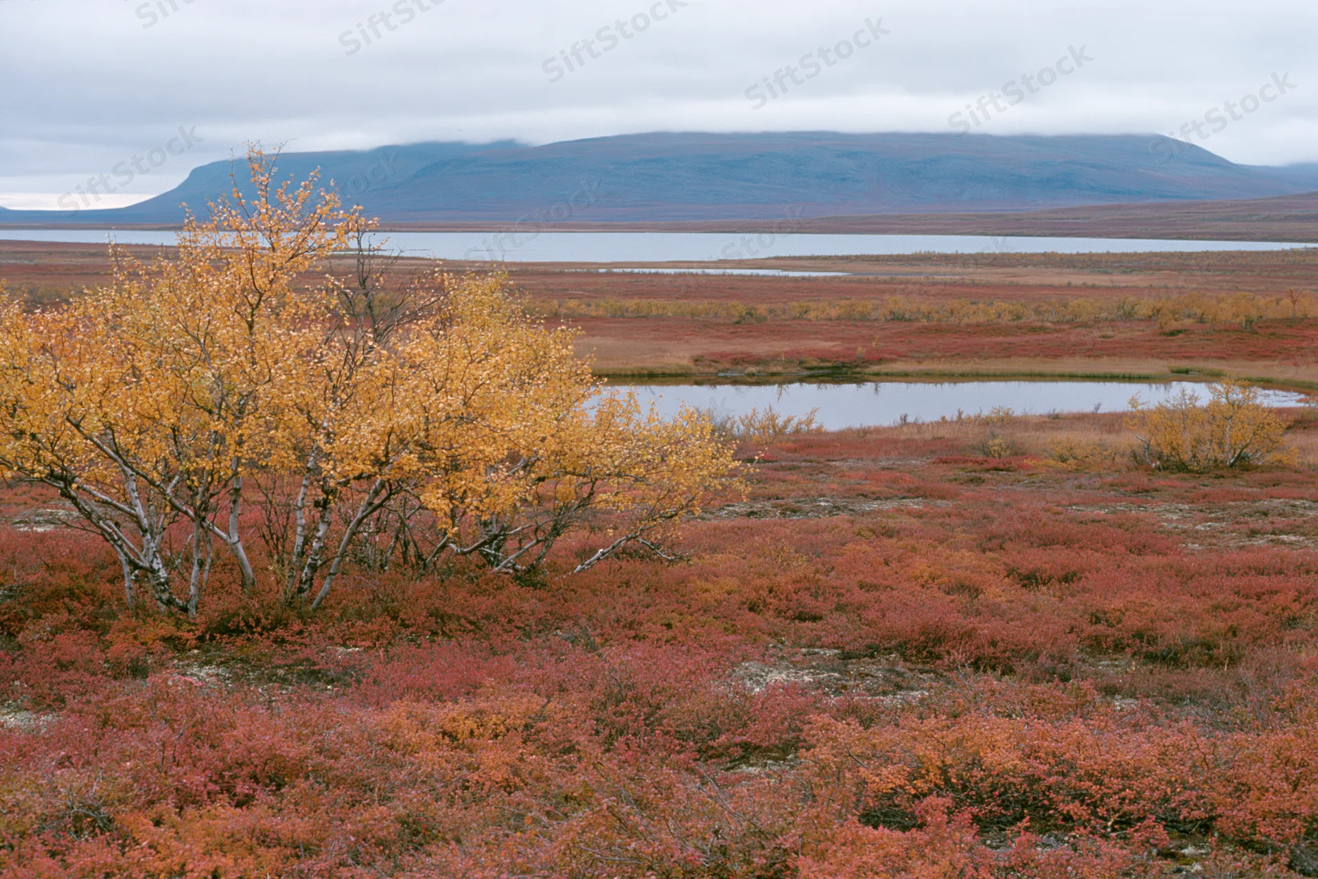 Autumn-colored birch trees and red heather in subarctic tundra landscape with distant mountains and lakes under overcast sky