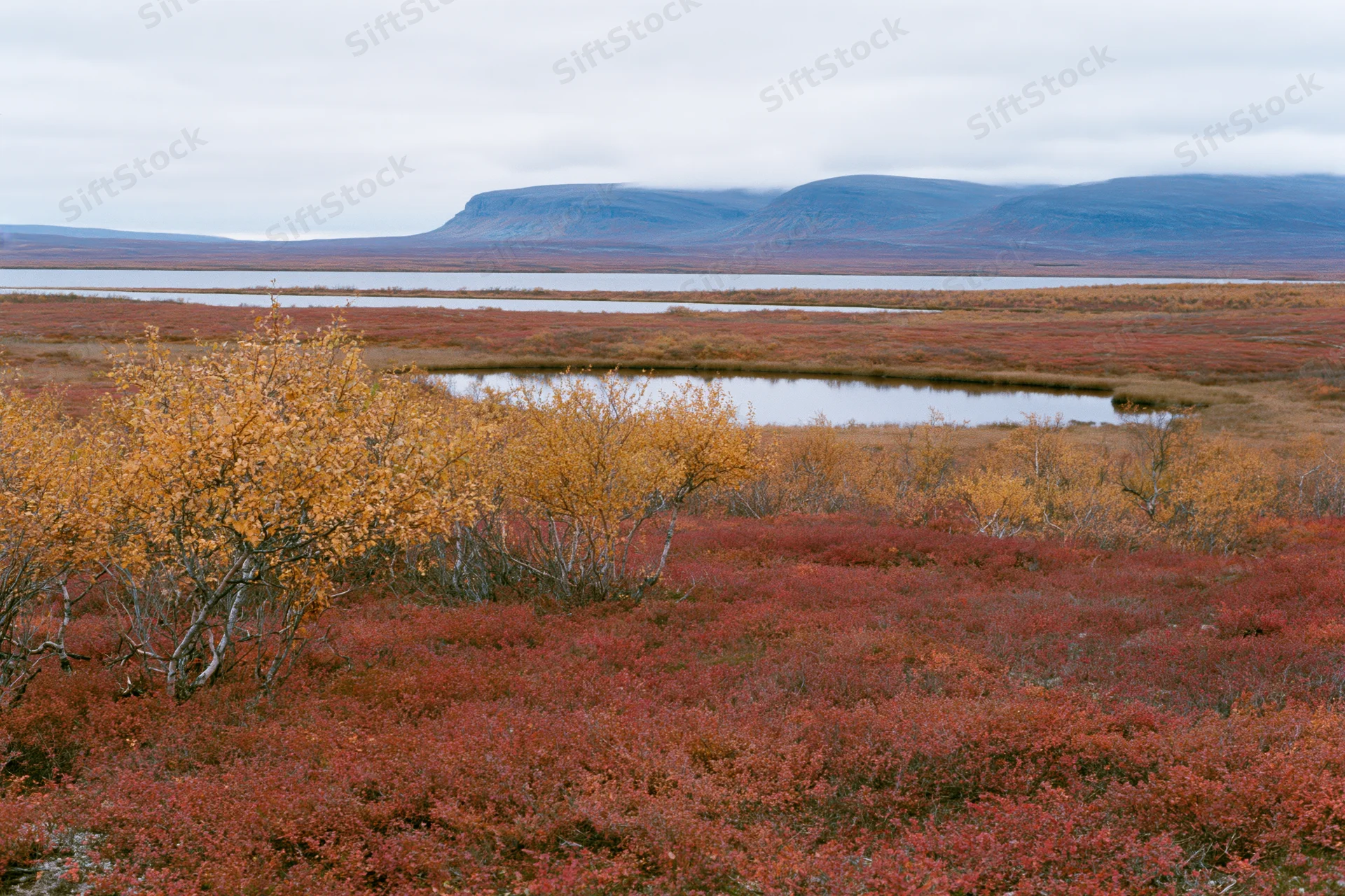Subarctic tundra landscape in autumn with red and orange foliage, birch trees, and distant mountains under an overcast sky