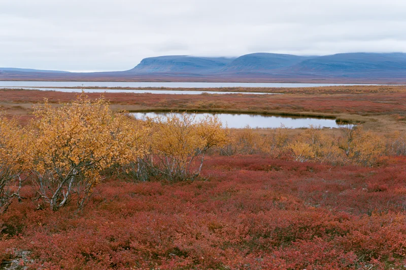 Subarctic tundra landscape in autumn with red and orange foliage, birch trees, and distant mountains under an overcast sky