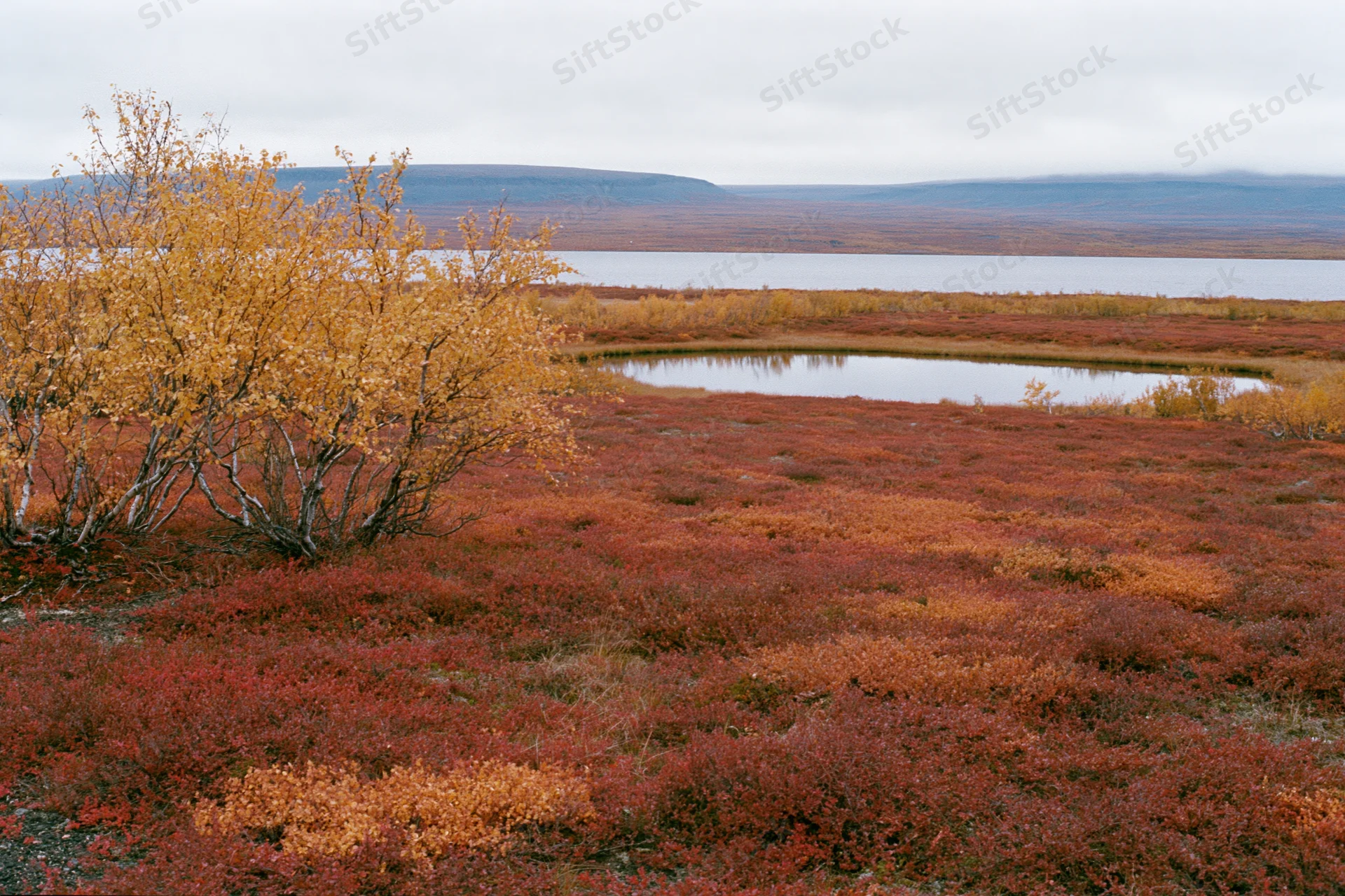 Subarctic tundra landscape in autumn with low birch trees and red shrubs near a pond