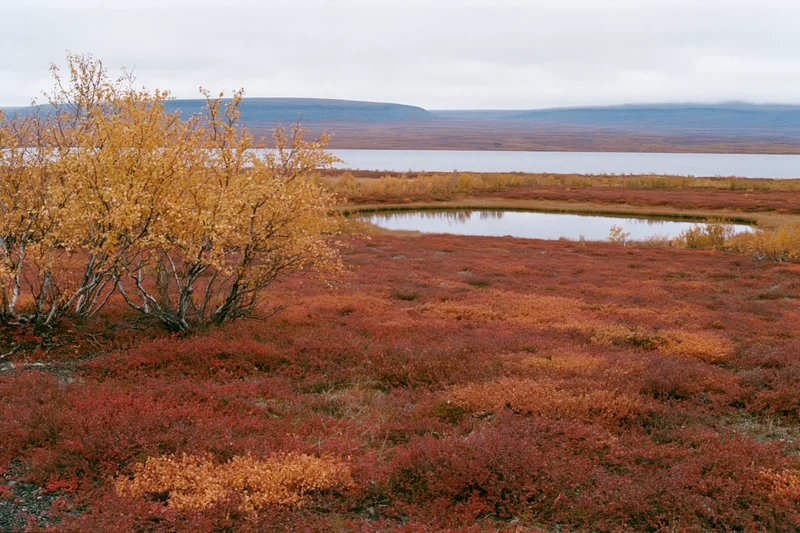 Subarctic tundra landscape in autumn with low birch trees and red shrubs near a pond