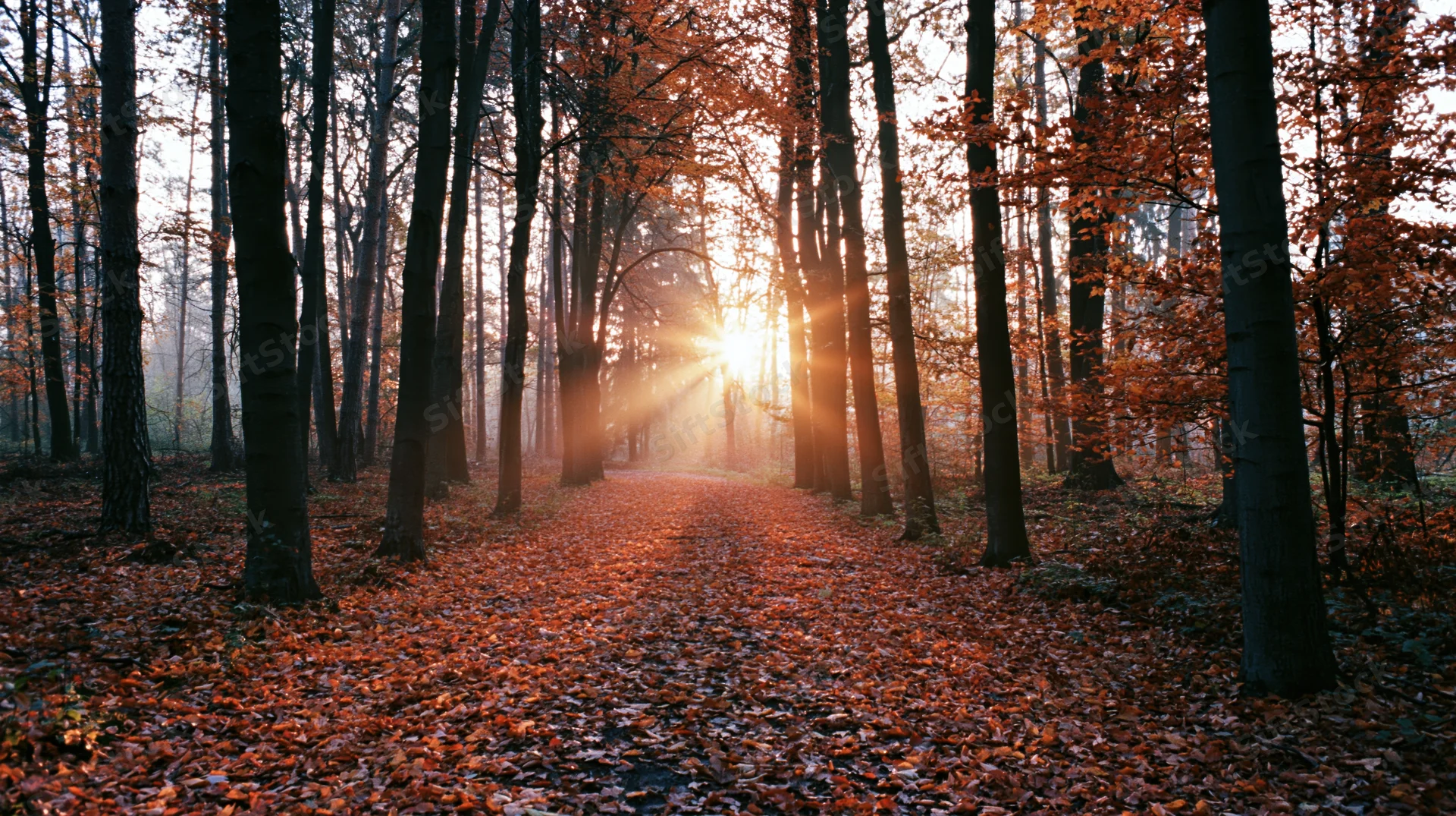 Sunlight bursting through tall deciduous trees along a leaf-covered path in autumn forest