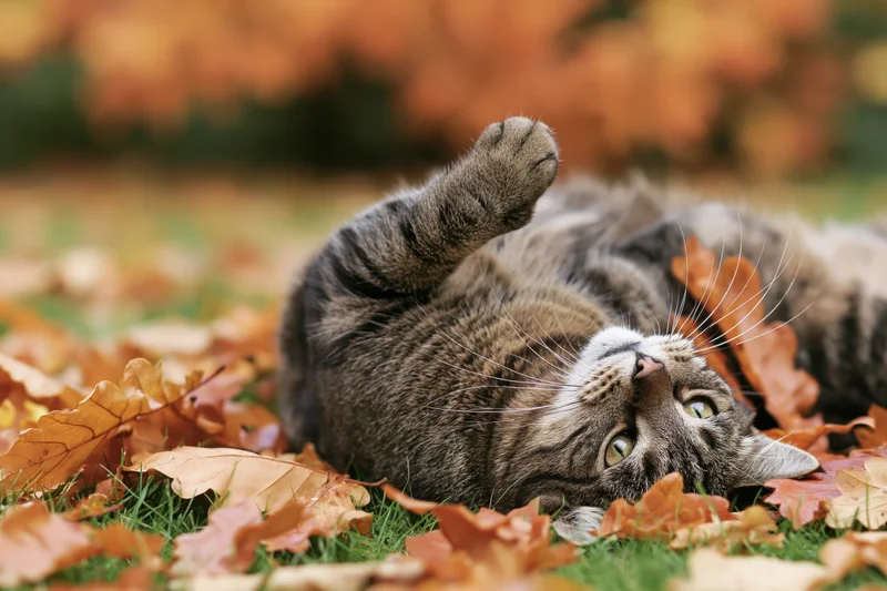 Tabby cat lying on its back among fallen autumn leaves on grass