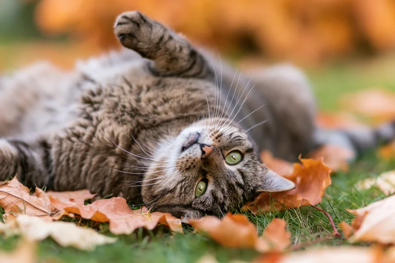 Tabby cat lying on its back among fallen autumn leaves on grass