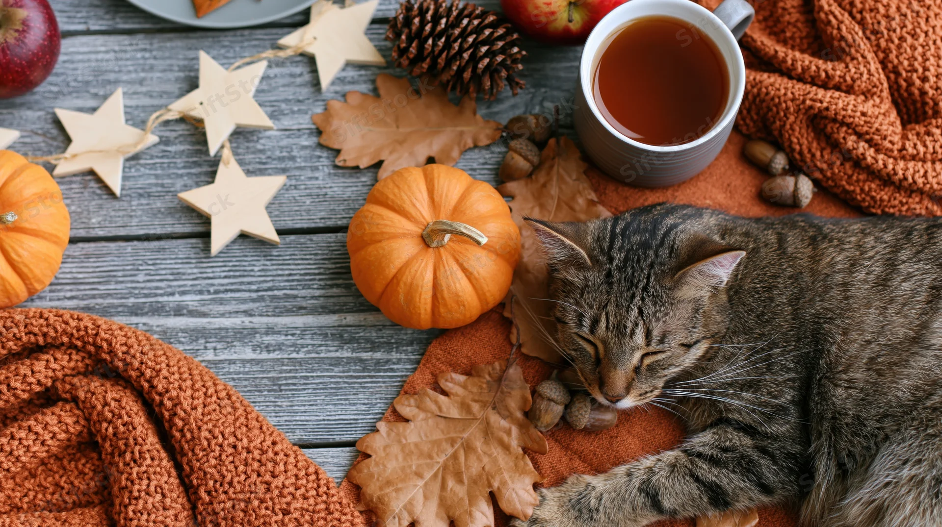 Tabby cat resting on orange blanket among autumn decorations with pumpkins and tea on wooden table
