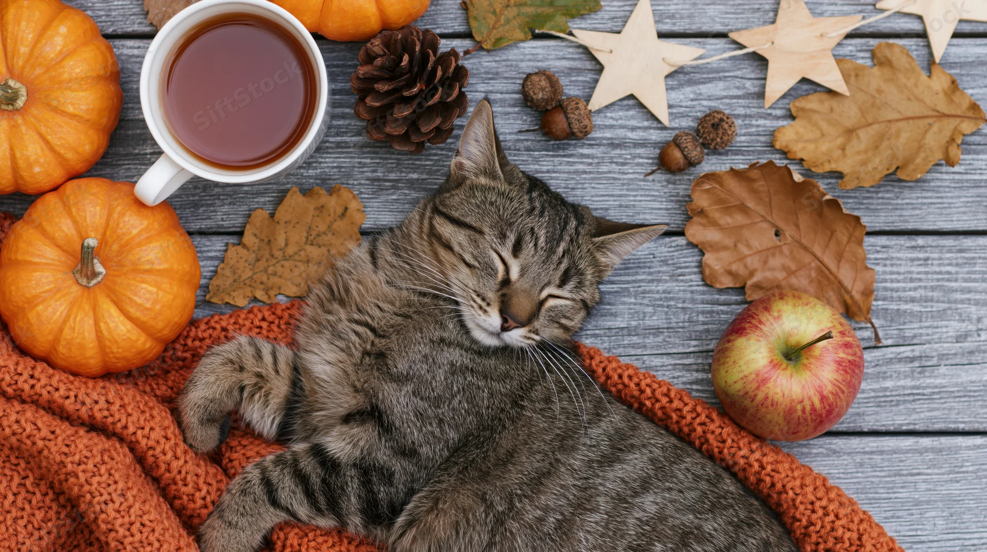 Tabby cat sleeping on knitted sweater among autumn decorations on wooden table