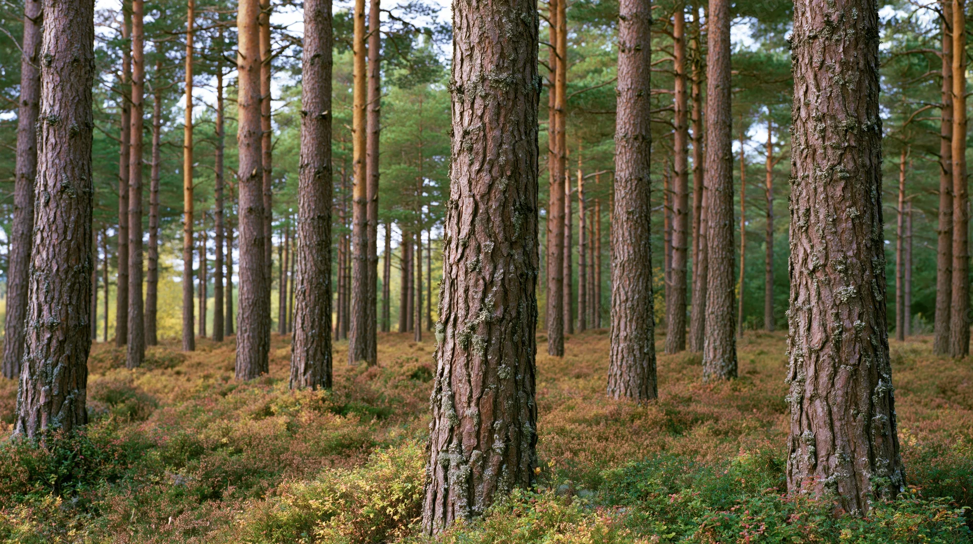 Tall scots pine trees standing in a dense forest with textured bark and ground cover of heather and moss
