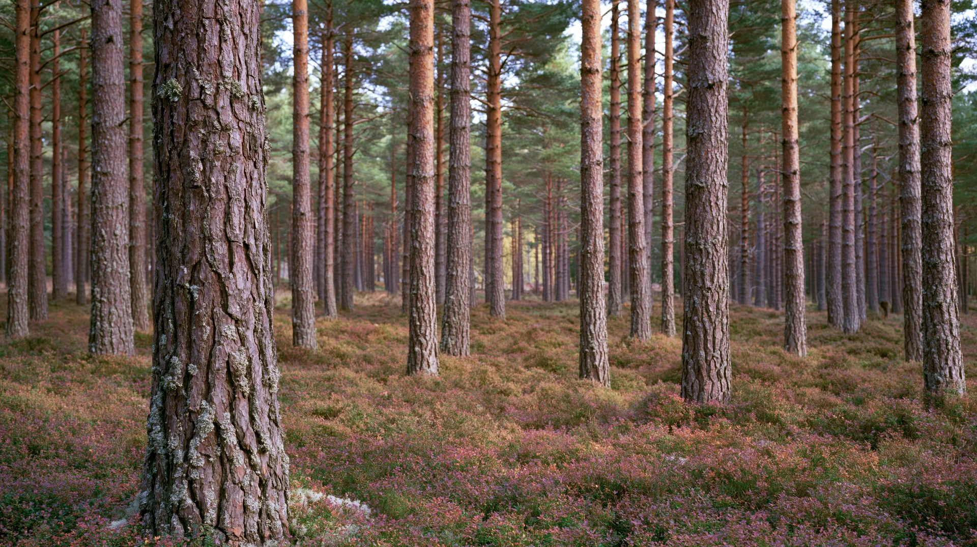 Tall scots pine trees standing in a dense forest with heather-covered ground