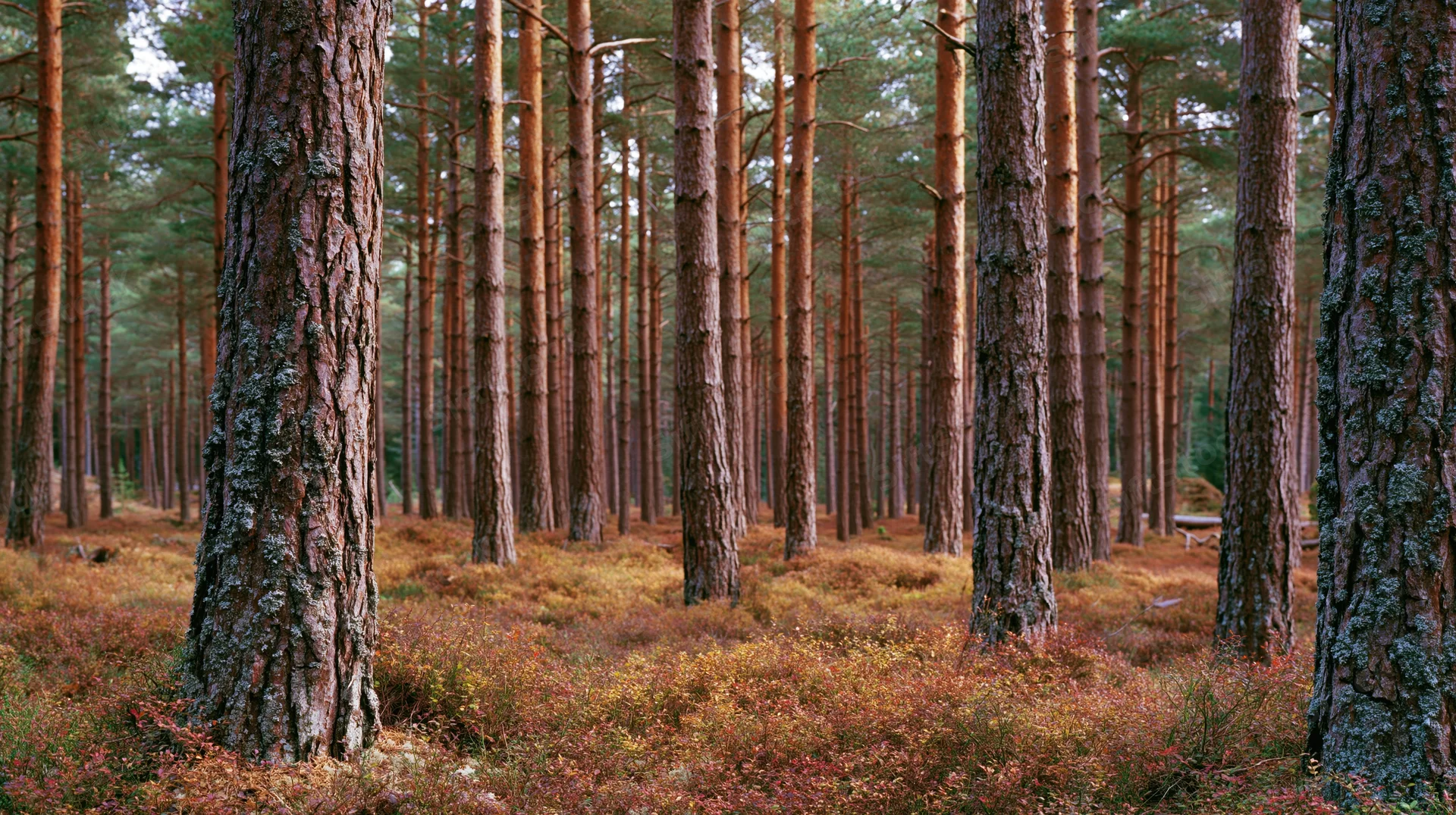 Tall scots pine forest with straight reddish-brown trunks receding into the distance