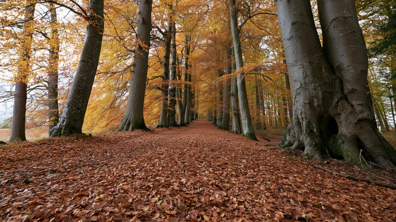 Wide forest path lined with tall beech trees covered in fallen autumn leaves