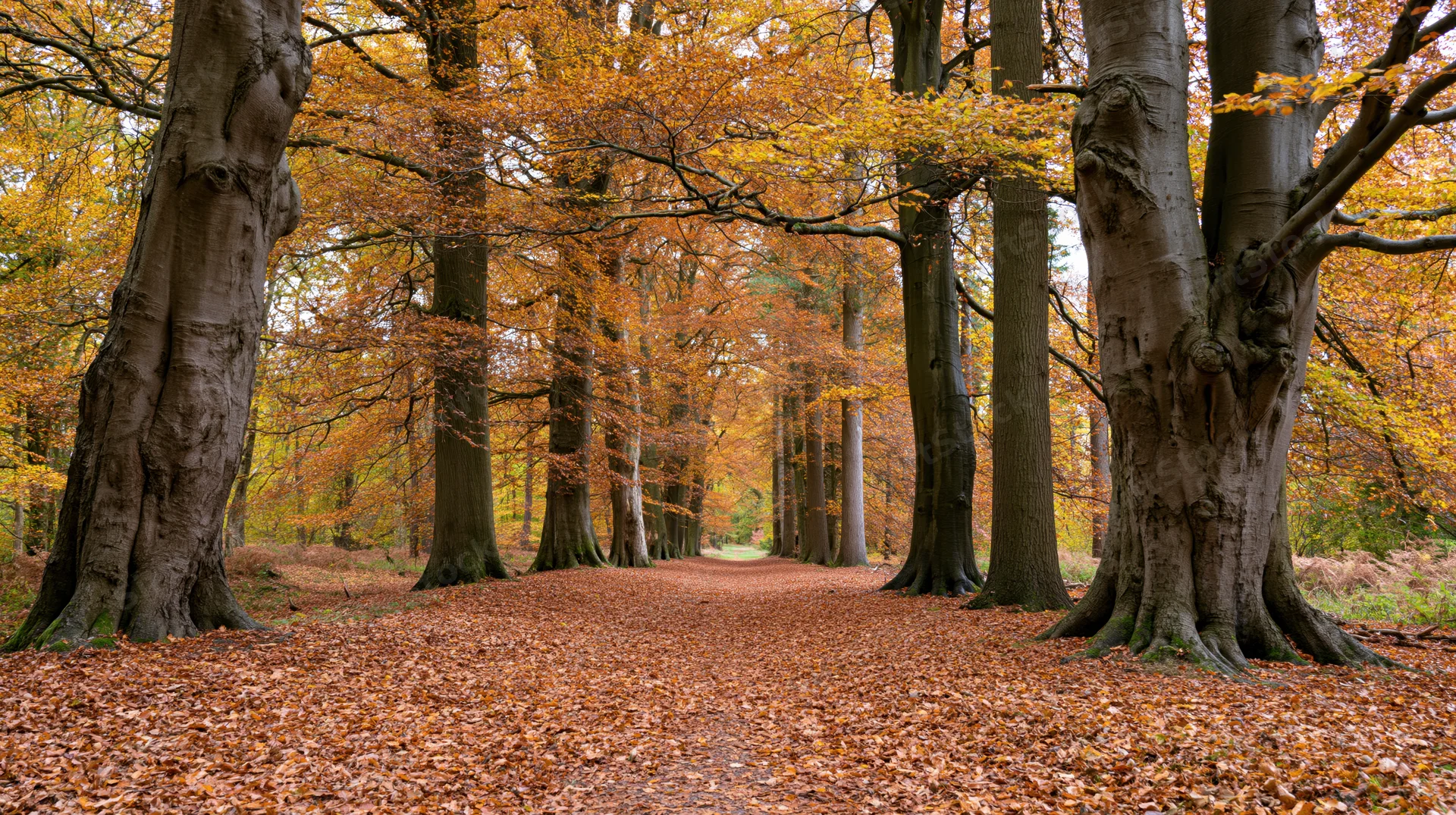 Wide forest path covered in fallen autumn leaves lined by tall beech trees