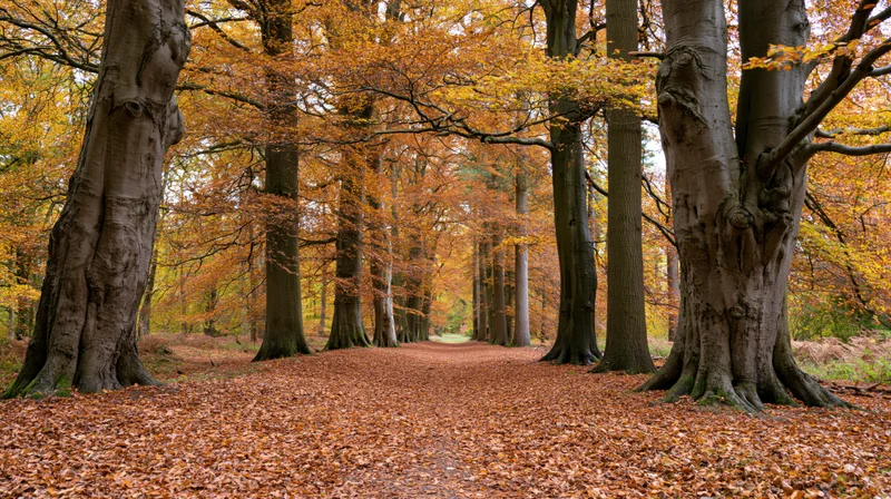 Wide forest path covered in fallen autumn leaves lined by tall beech trees