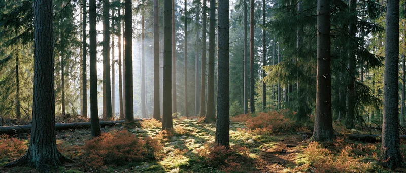 Sunlight filtering through tall spruce trees in a misty forest interior