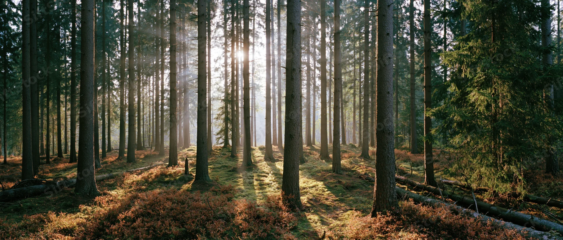 Sunlight filtering through tall spruce trees in a dense forest interior