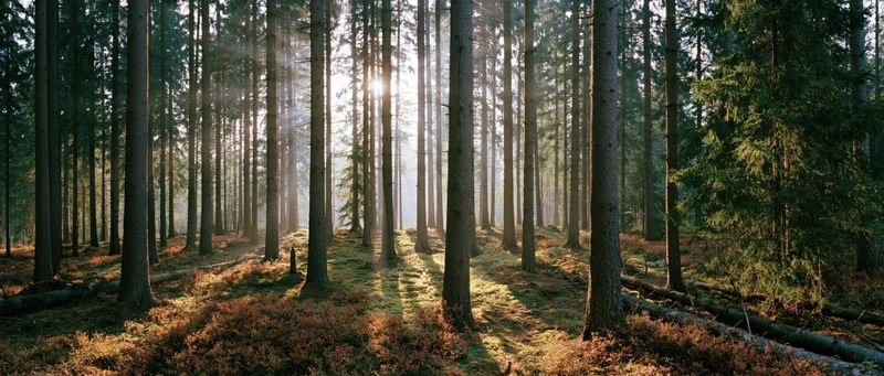 Sunlight filtering through tall spruce trees in a dense forest interior
