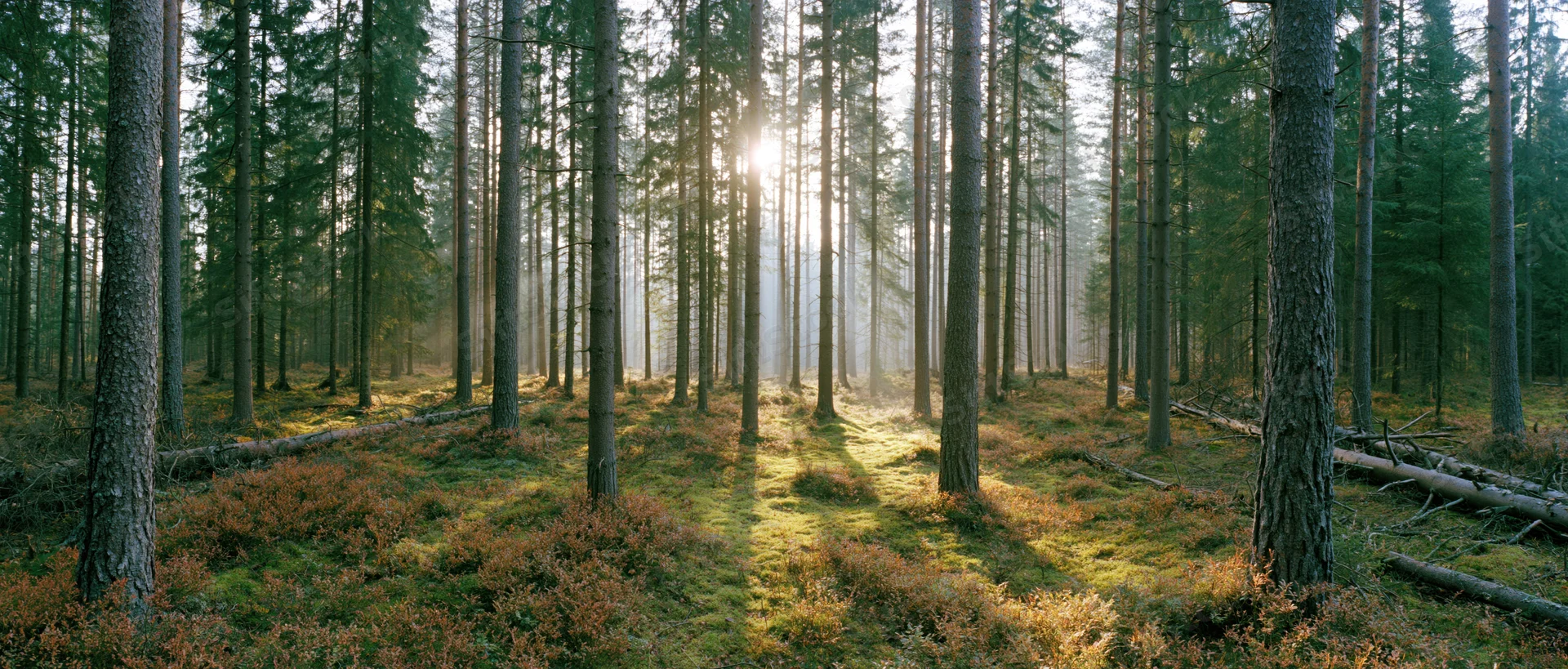 Sunlight filtering through tall spruce trees in a misty forest clearing