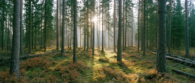 Sunlight filtering through tall spruce trees in a misty forest clearing
