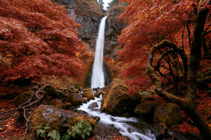 Tall waterfall cascading down rocky cliff into stream surrounded by red autumn foliage in forest