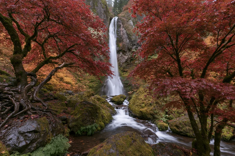 Tall waterfall cascading down rocky cliff into stream surrounded by red-leafed trees and moss-covered rocks in autumn forest