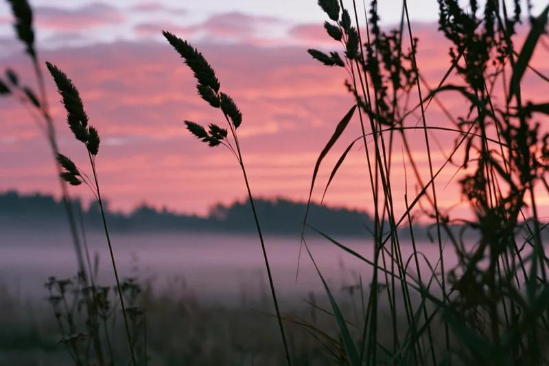 Tall reed grass silhouetted against a pink and orange sunset sky over a misty field