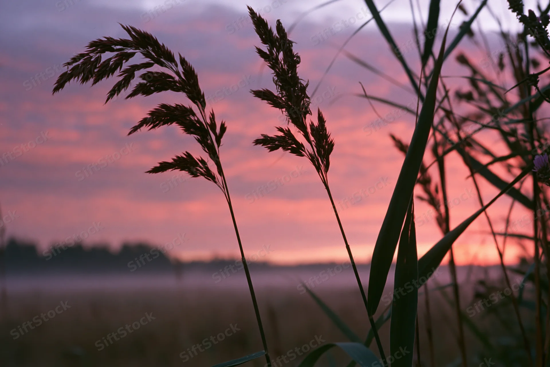 Tall reed grass silhouetted against a pink and purple sunset sky over a misty field