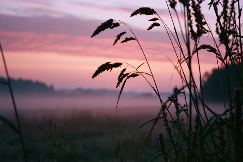 Tall wild reed grass and seed heads silhouetted against a misty field at sunset