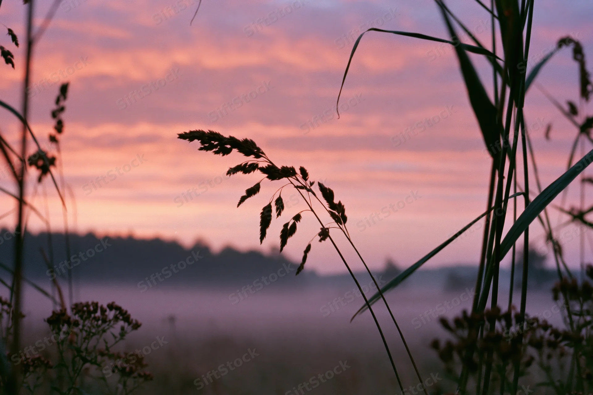 Silhouetted reed grass and seed heads against a misty pink sky at dusk in a foggy field