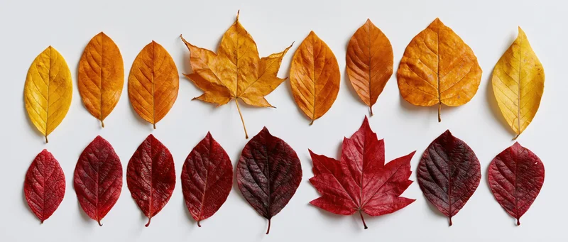 Two rows of autumn leaves in red, orange and yellow arranged on white background