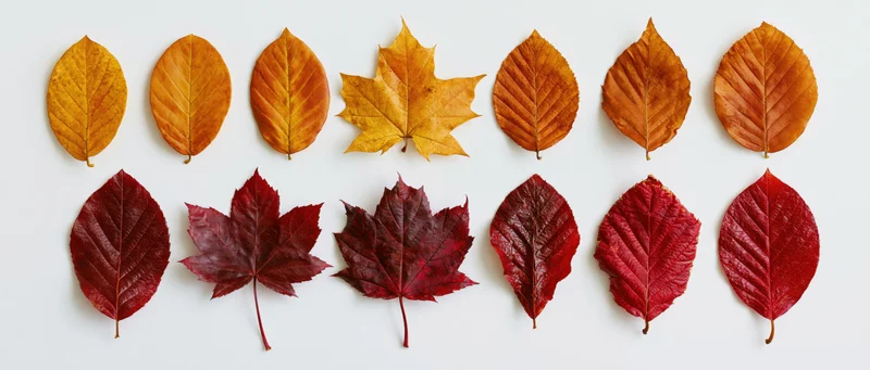 Two rows of autumn leaves arranged by color on white background