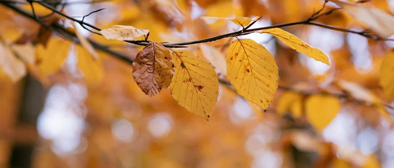 Autumn tree branches with sparse yellowed leaves in a forest setting