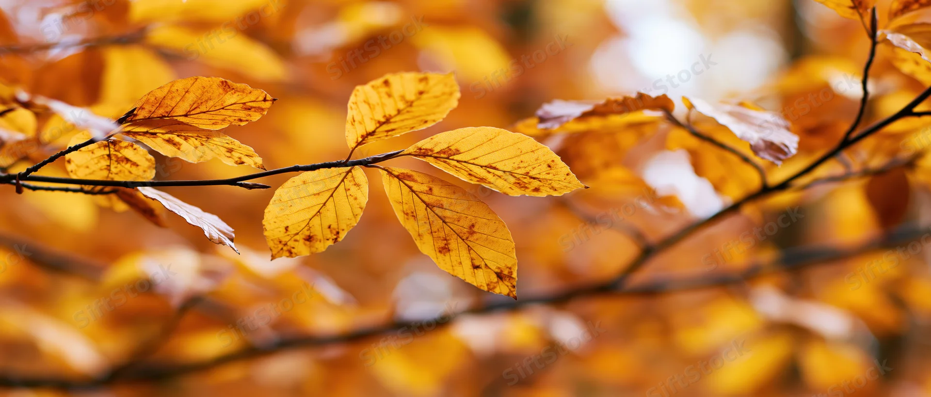 Closeup of thin tree branches with sparse yellowed leaves in autumn forest