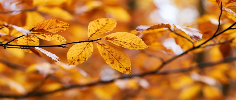 Closeup of thin tree branches with sparse yellowed leaves in autumn forest