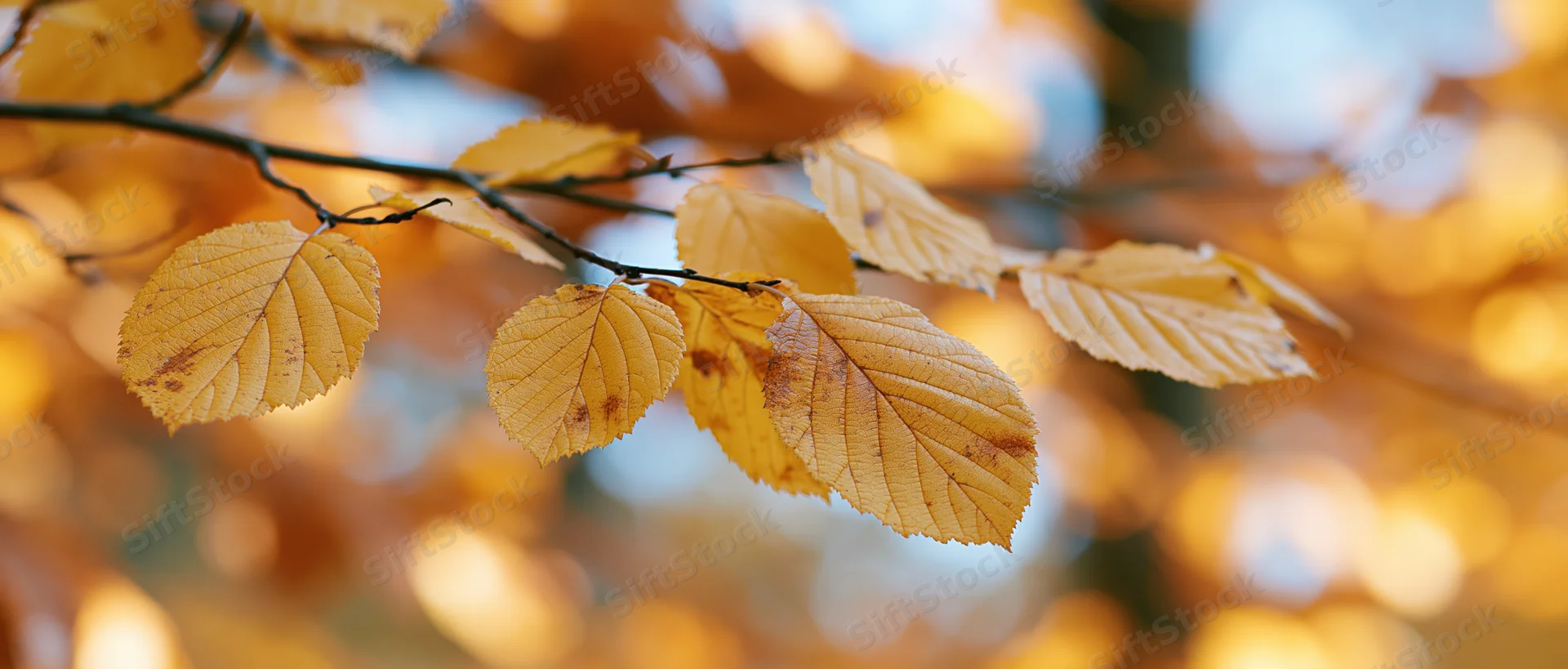 Autumn leaves on a tree branch with soft sunlight and blurred background