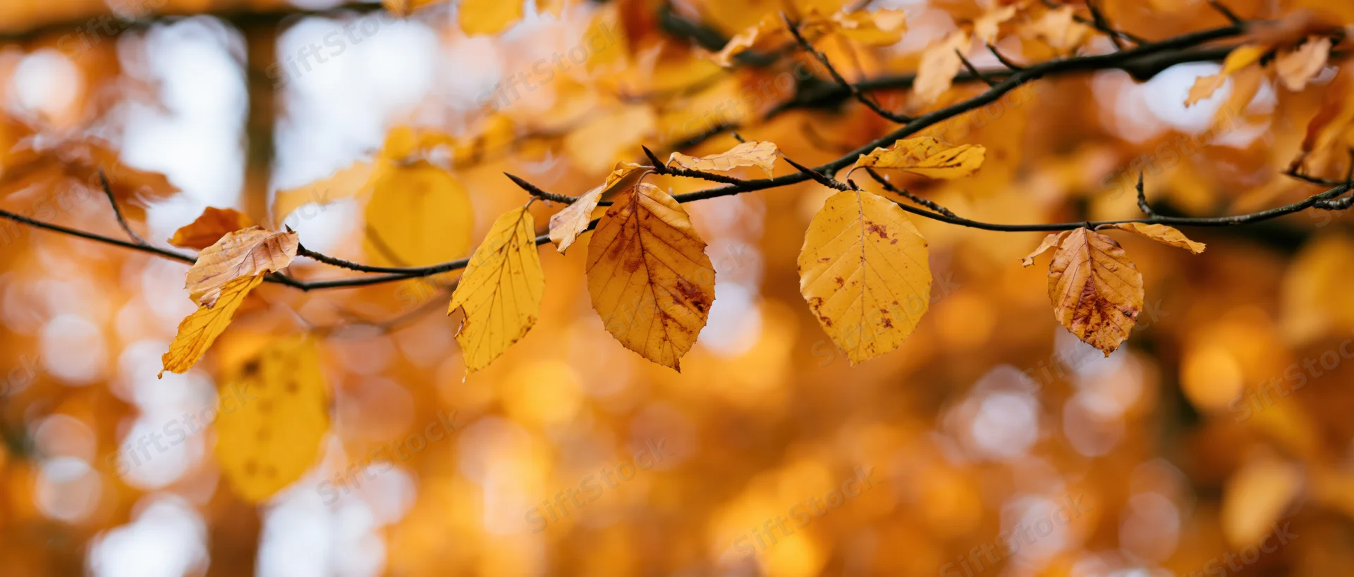 Autumn tree branches with sparse yellowed leaves in a forest setting