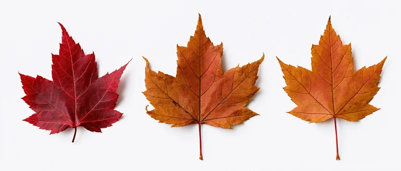Three maple leaves in a horizontal row on a white background