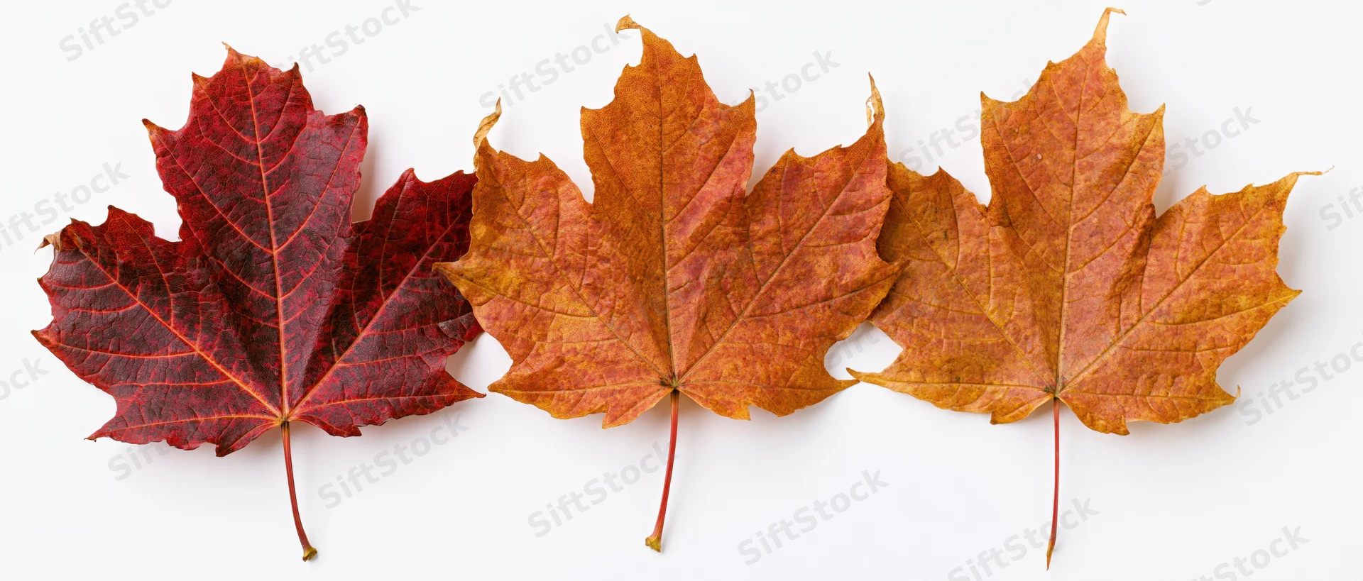 Three autumn maple leaves arranged in a horizontal row on white background