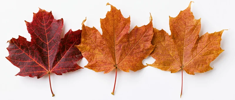 Three autumn maple leaves arranged in a horizontal row on white background
