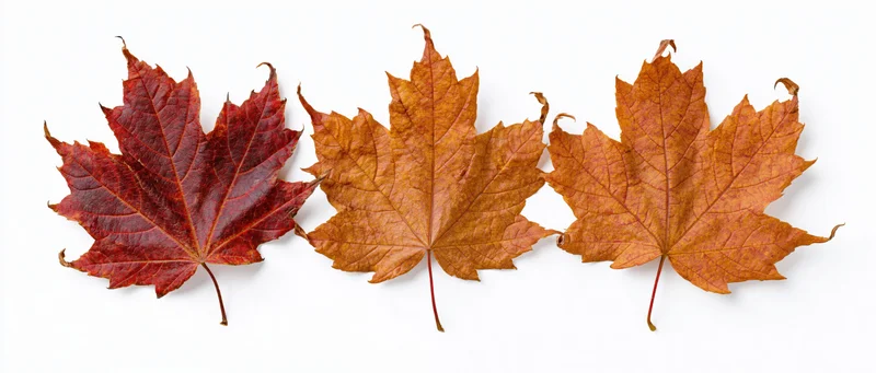 Three autumn maple leaves arranged in a horizontal row on white background