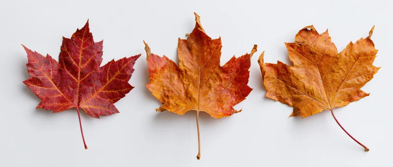 Three maple leaves in a horizontal row on a white background