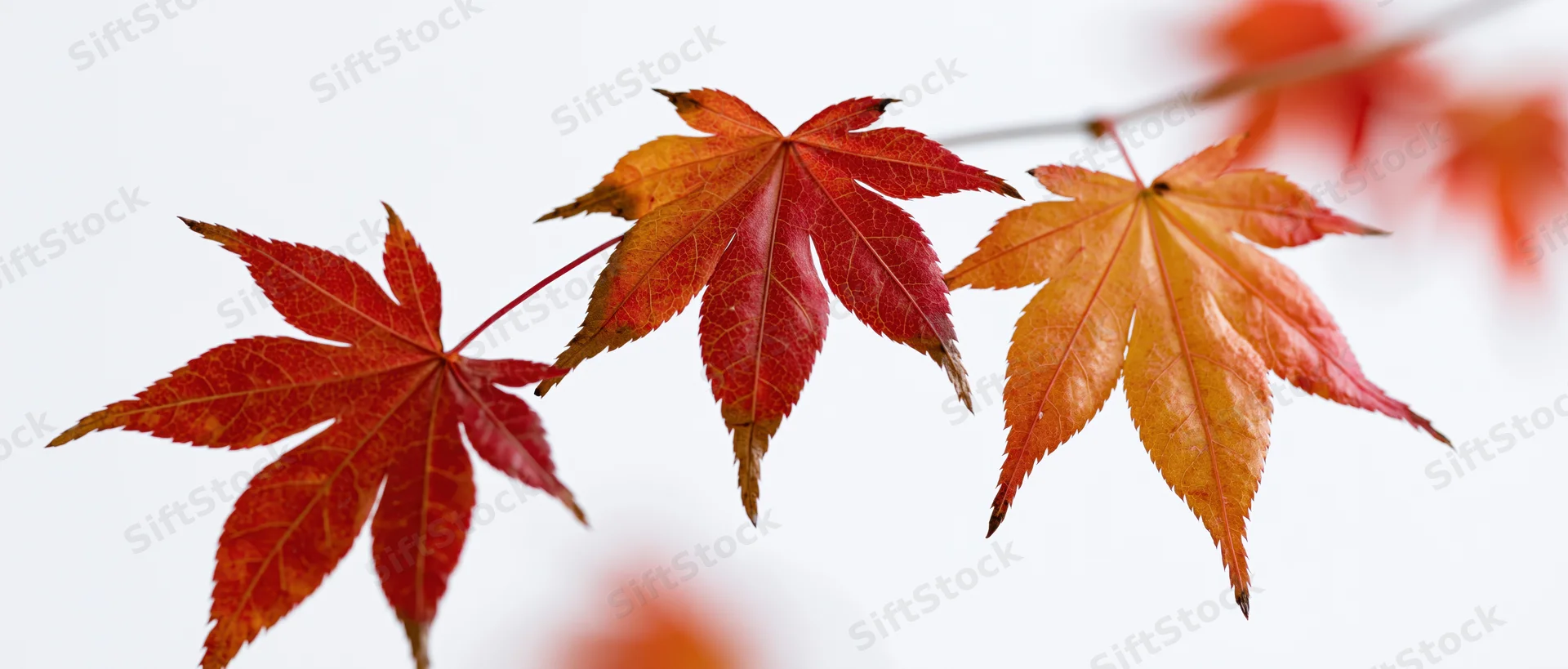 Three autumn maple leaves on a thin branch against a bright background