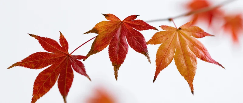 Three autumn maple leaves on a thin branch against a bright background