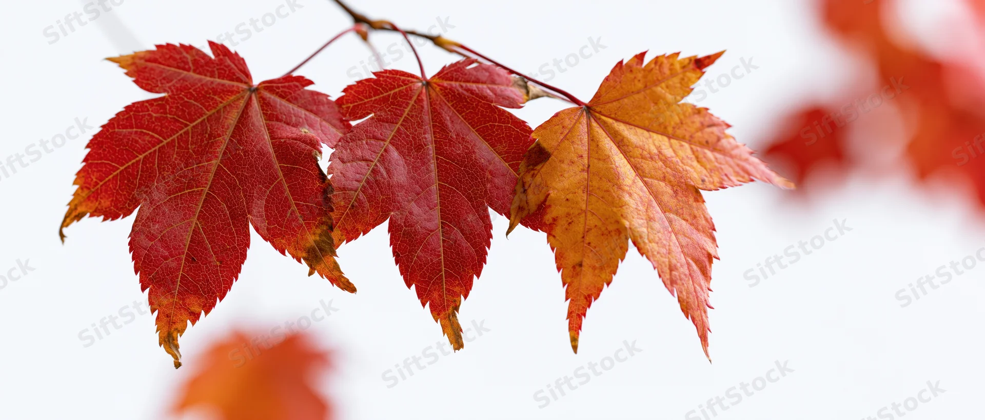 Three autumn maple leaves on a thin branch against a white background with soft focus and blurred foliage in the background