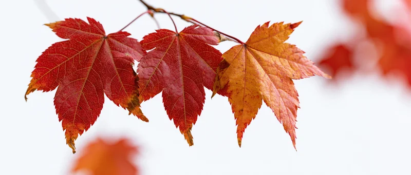 Three autumn maple leaves on a thin branch against a white background with soft focus and blurred foliage in the background